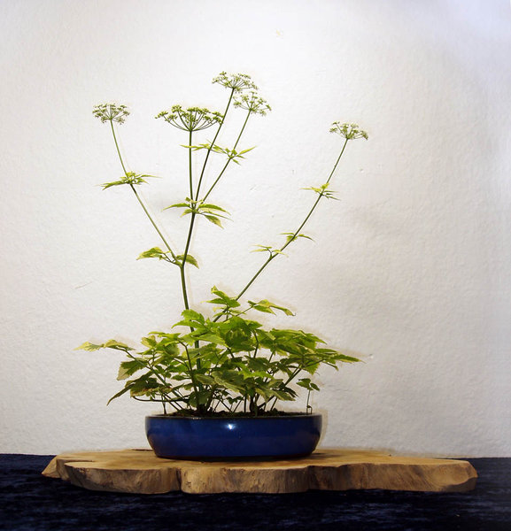 panaschierter Giersch Aegopodium podagraria 'Variegata' - Aufwertung einer Hass-Pflanze