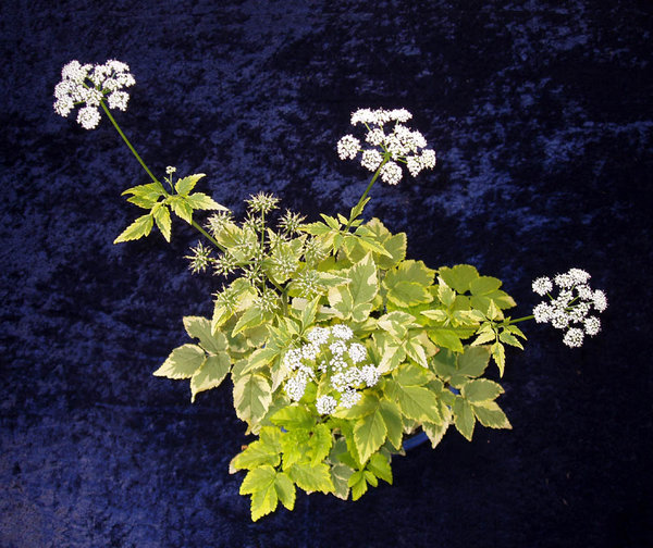 schöne Sternchen-Blüten und schönes Laub
