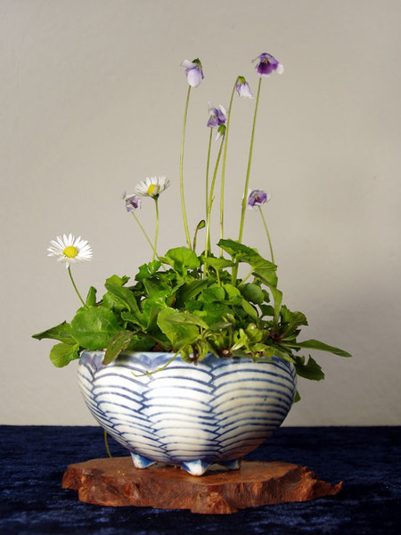 Tasmanisches Veilchen Viola hederacea