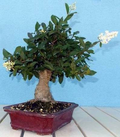 99liguster6-15bluete.jpg