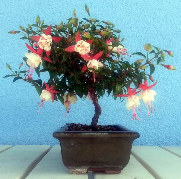 fuchsie-klein7-15-1.jpg