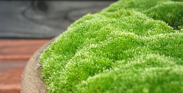 lange gepflegtes Silbermoos
