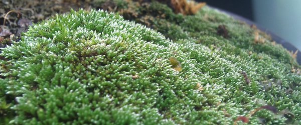 frisch verpflanztes Silbermoos