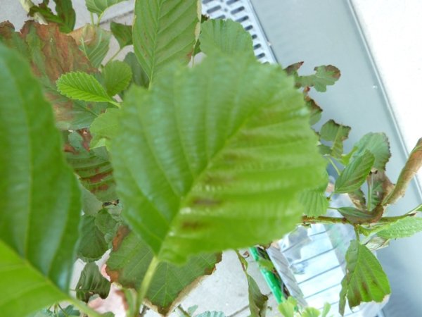 P1050400.JPG