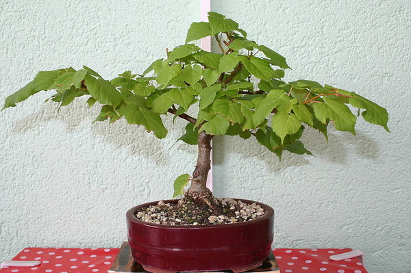 Tilia_Juli_2015.JPG