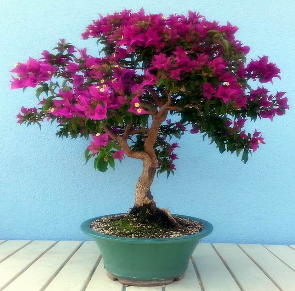 77bougainvillea7-15-6volle-bluete.jpg
