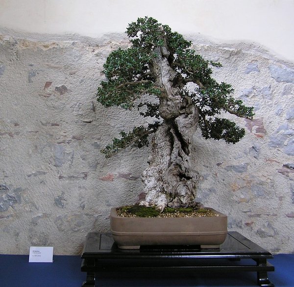 1. Platz Olive