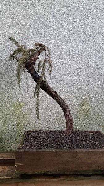 gestern (2015)...
