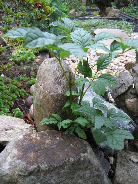 baum1.jpg