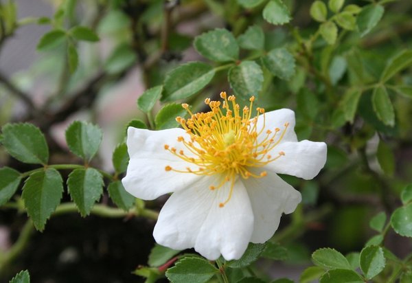 Rosenblüte