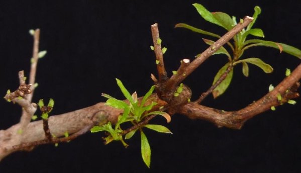 Azalee 30.7.2015 Detail.jpg