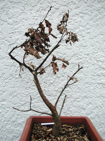 Eiche 4.gif