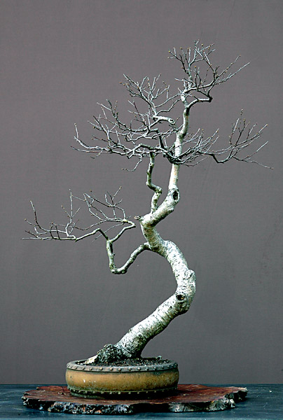 Dsc_3517v.jpg