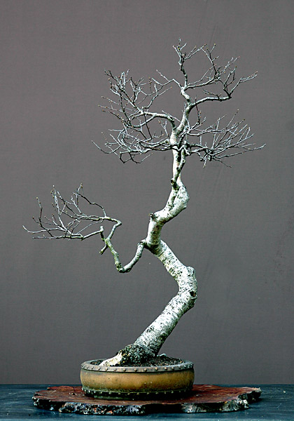 Dsc_3516v.jpg