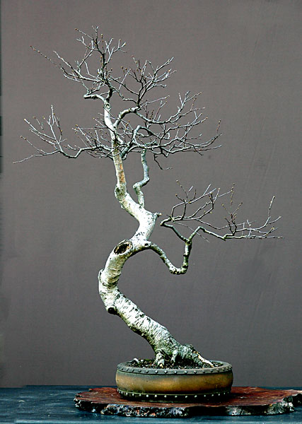Dsc_3514v.jpg