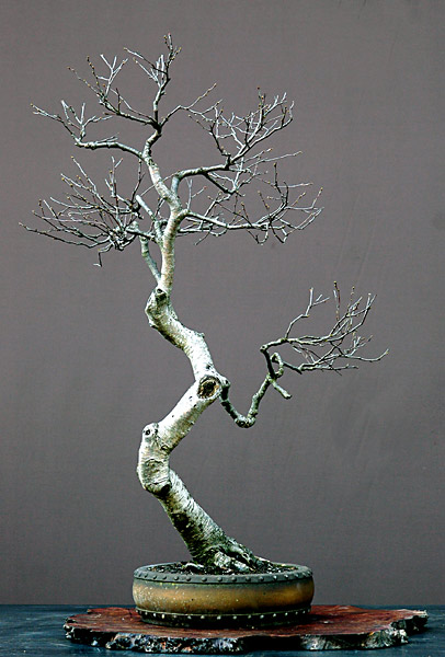 Dsc_3513v.jpg