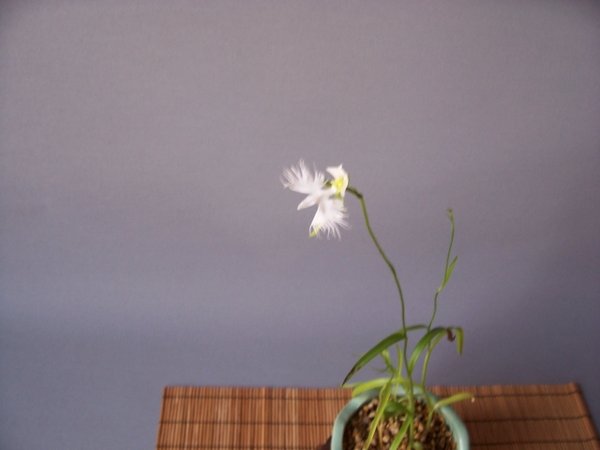1. Blüte der Vogelblume.jpg
