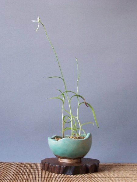 Schale von Bonsai-Rastner.jpg