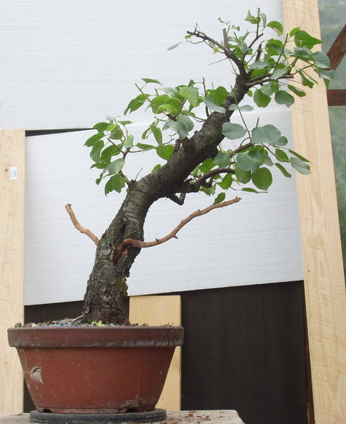 Prunus2.JPG