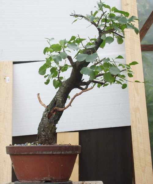 Prunus3.JPG