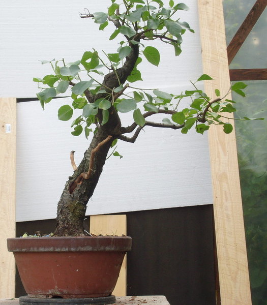 Prunus4.JPG