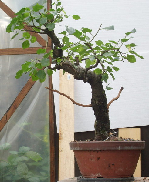 Prunus6.JPG