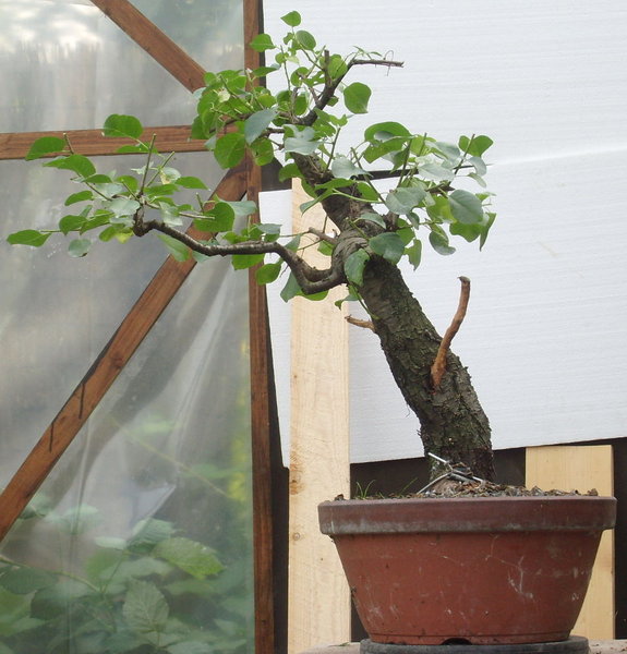Prunus7.JPG
