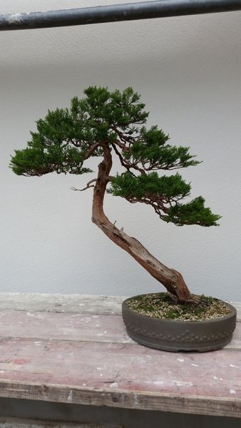Wacholder uchi danach.jpg