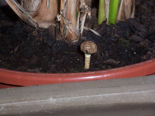 Pilz.jpg