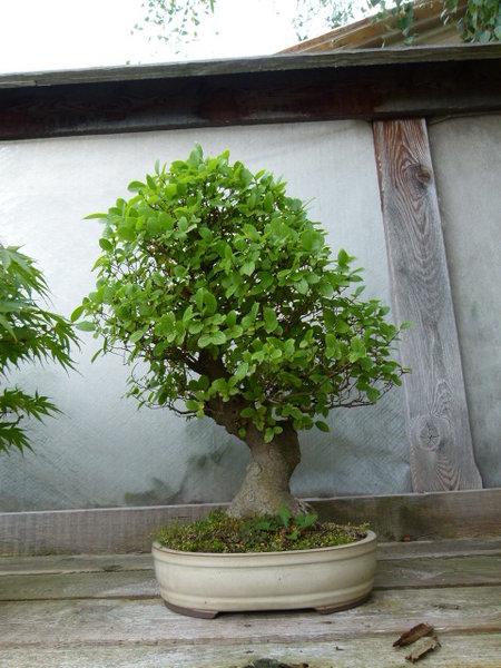 2015 537.JPG