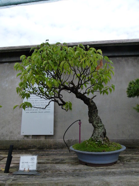 2015 542.JPG
