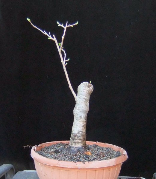 005-März12-Populus.jpg