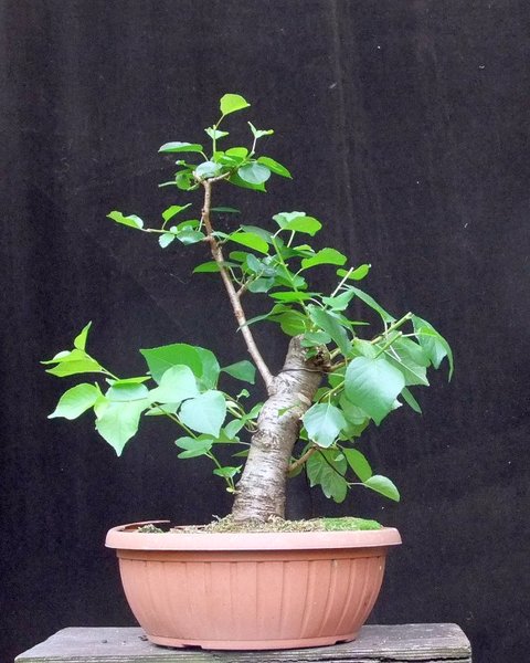 006-July12-Populus.jpg