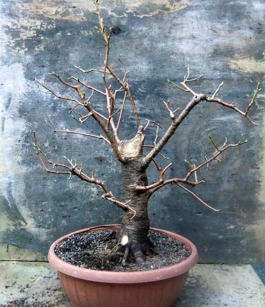 010-März15-Populus.jpg