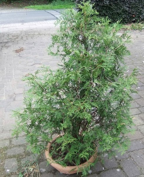 001-Juni11-Thuja.jpg