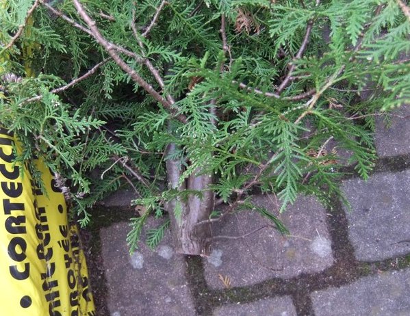 003-Juni11-Thuja.jpg