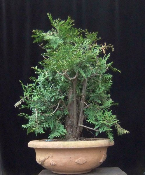 006-April12-Thuja.jpg
