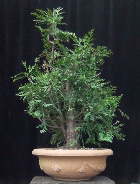007-April12-Thuja.jpg