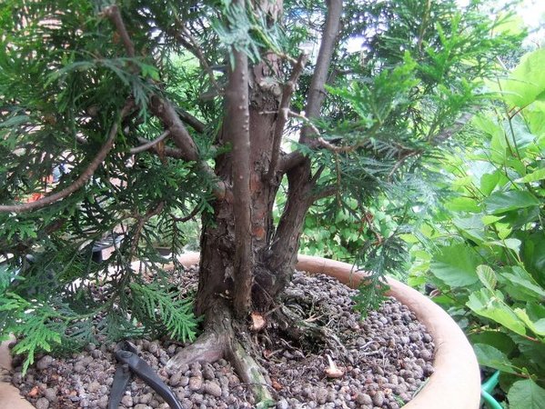011-July12-Thuja.jpg