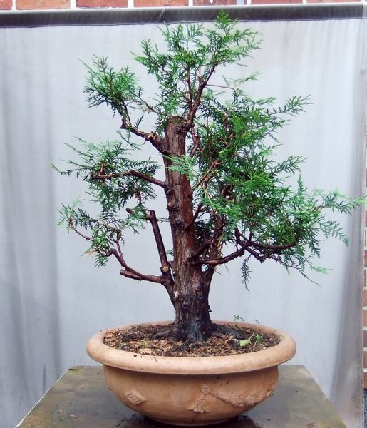 013-July15-Thuja.jpg