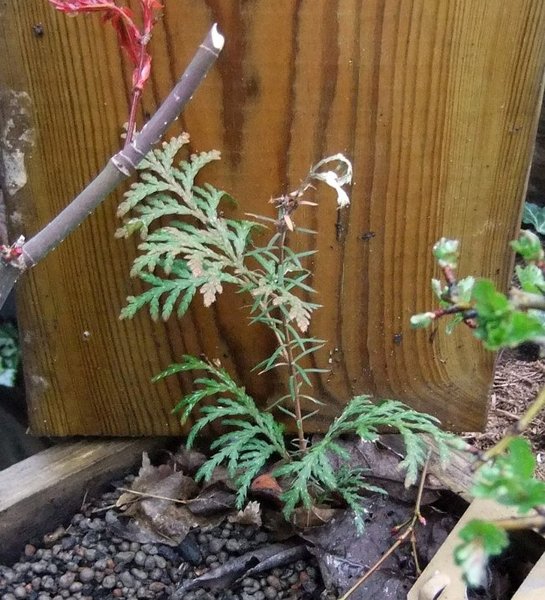 B001-April14-Thuja.jpg