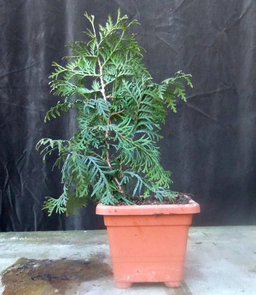 B002-März15-Thuja.jpg