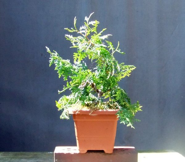 B003-Mai15-Thuja.jpg