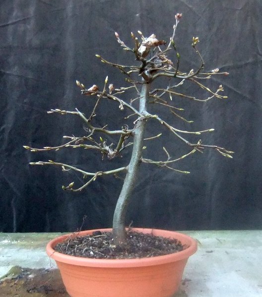 B003-März15-CarpBetu.jpg