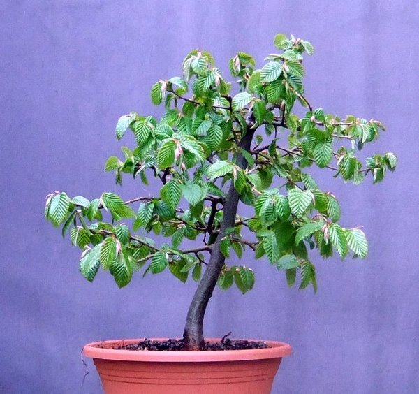 B004-Mai15-CarpBetu.jpg
