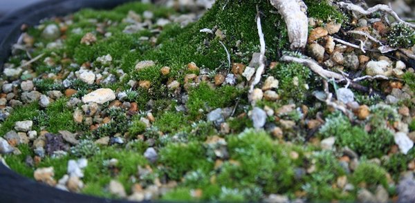 Verpflanzung mit Moosstückchen, vor 3 Monaten begonnen