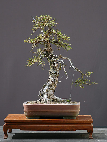 Dsc_3563v.jpg