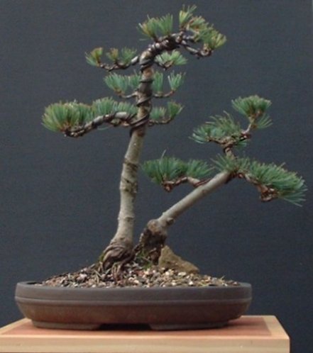 Pinus Parviflora  3 jahre in training als Enzelplanzen.  Sehen besser aus zusammen.