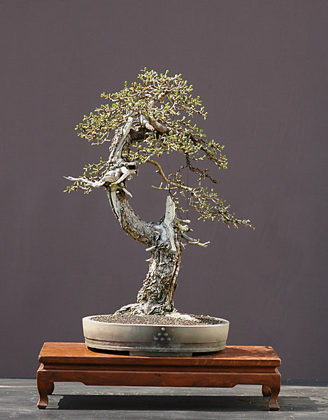 Dsc_3568v.jpg