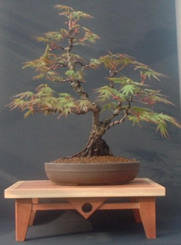 Japanier Faecher Ahorn (Korkrinde)
<br />6 Jahre von einem steckling. Erst im garten beet dann im grossen topf